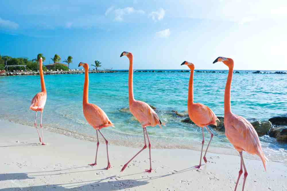 En verano vive la experiencia de unas vacaciones en Flamingo Beach. Una playa de arenas blancas y aguas turquesas vigiladas por hermosos flamingos.