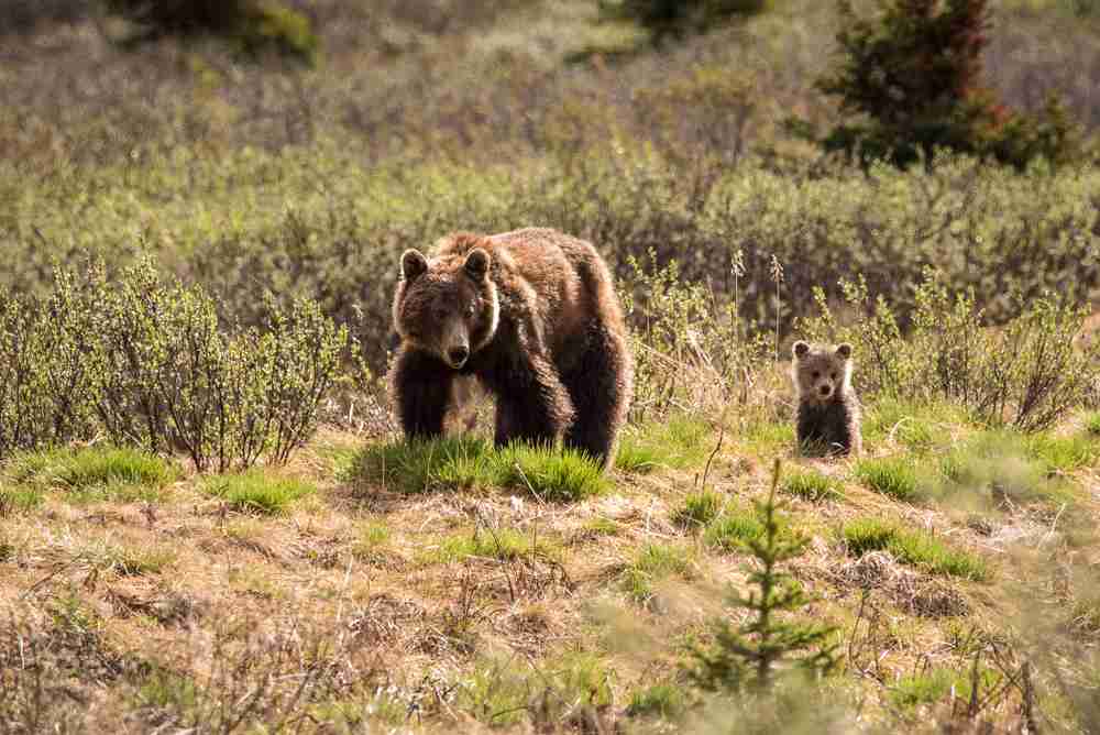 El oso pardo y el osito bebe caminan juntos en Jasper National Park en Alberta, Canadá, un destino ideal para vacacionar con la familia
