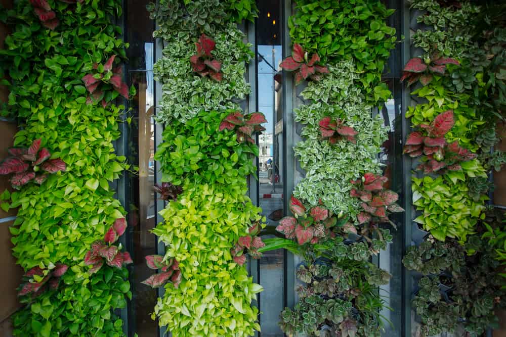 Un jardín vertical se ve hermoso con ciertos toques que color que rompa la monotonía del verde.