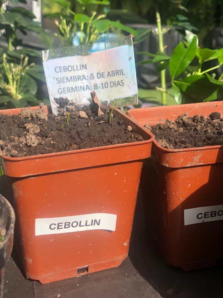 Marca en tu huerto la fecha de siembra y los días de germinación.