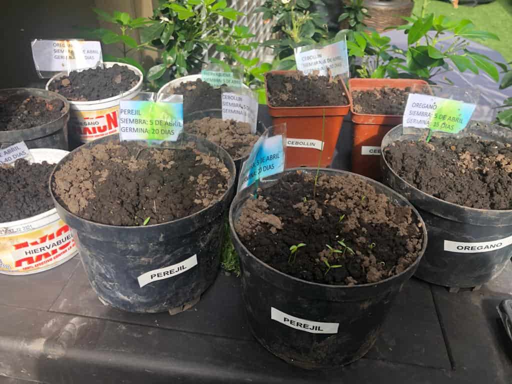 Es importante que identifiques las plantas que siembras en cada maceta para no confundirte. Usa los recipientes que no uses en casa para la siembra.