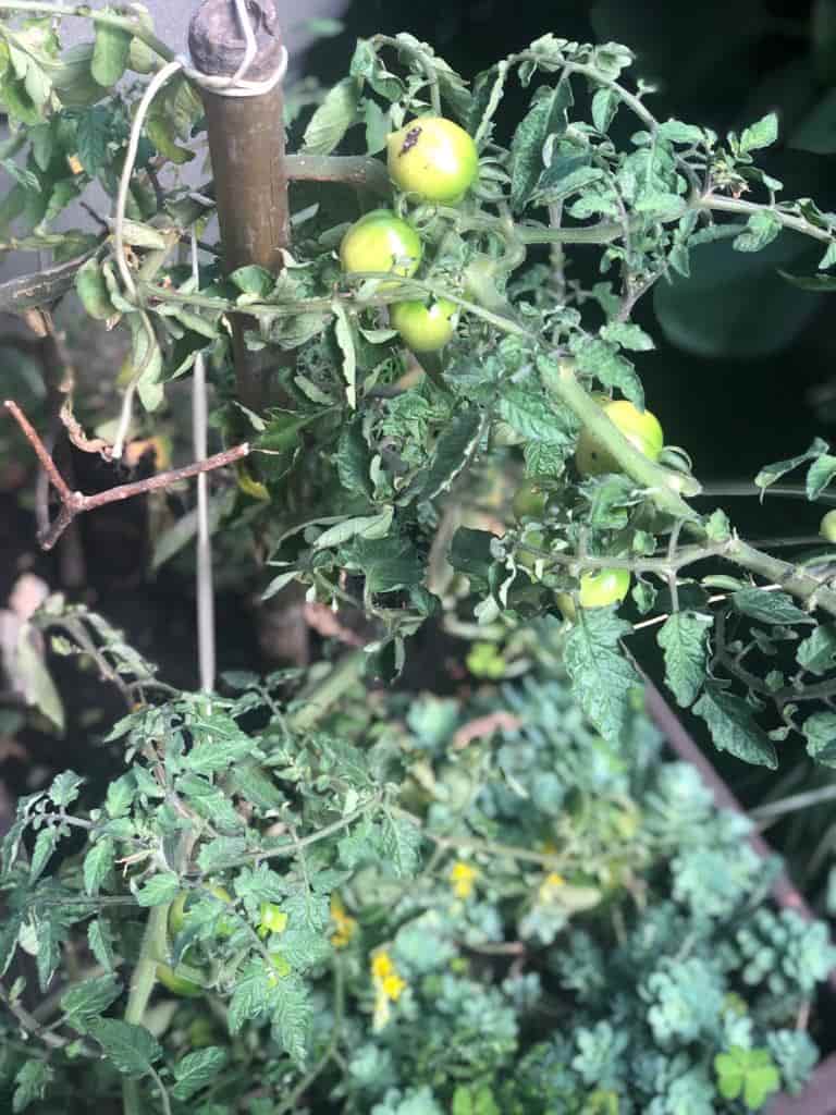 Los huertos caseros dan grandes satisfacciones cuando llega la cosecha