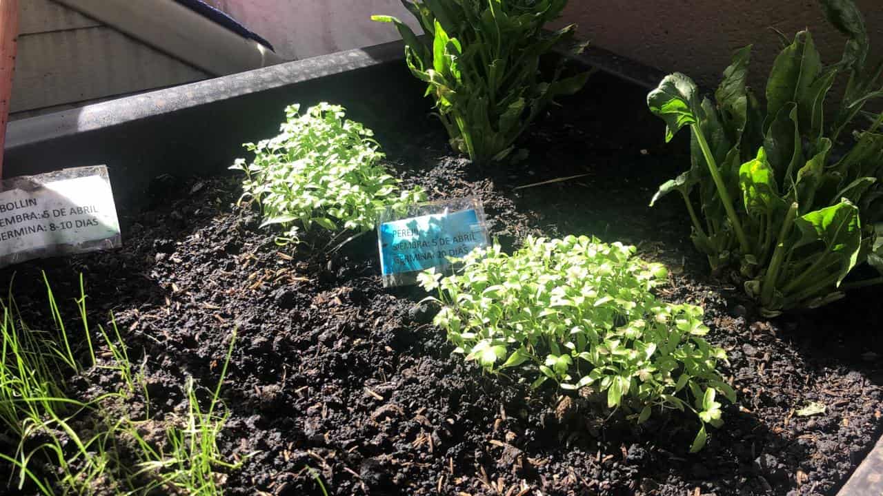 Cultivar te da felicidad y te ayuda a vivir más saludable.