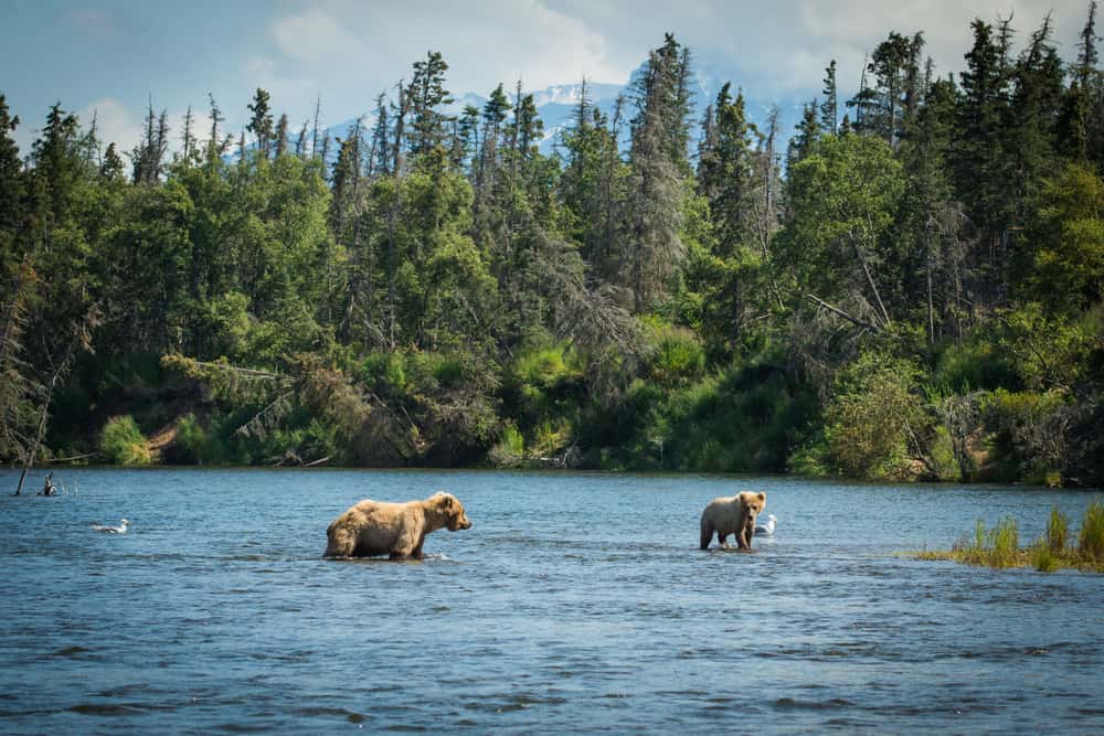 Es frecuente cuando haces ecoturismo en el Katmai National Park en Alaska ver osos pardos