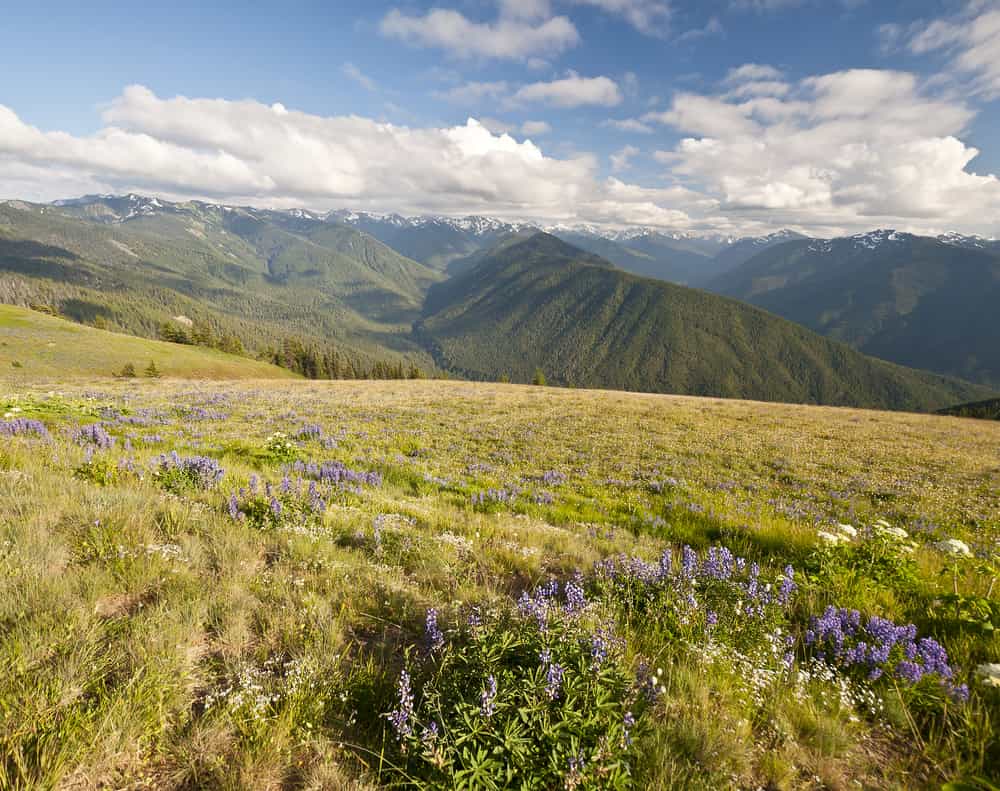 El ecoturismo es muy popular en el Olympic National Park en Washington. En sus montañas hay más de 250 especies de aves para admirar.