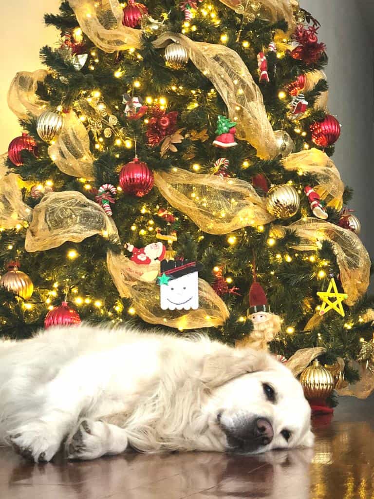 Las cintas alrededor del arbol es de los arreglos de navidad más vistosos. Escoge un tono que vaya acorde al tono de los adornos del pino.