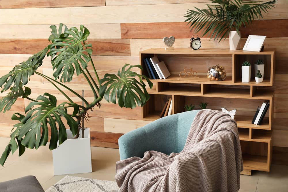 Entre las plantas para interiores más decorativas y de fácil cuidado está la monstera. Colócala cerca de una ventana para que reciba la luz, tan necesaria para crecer fuerte.