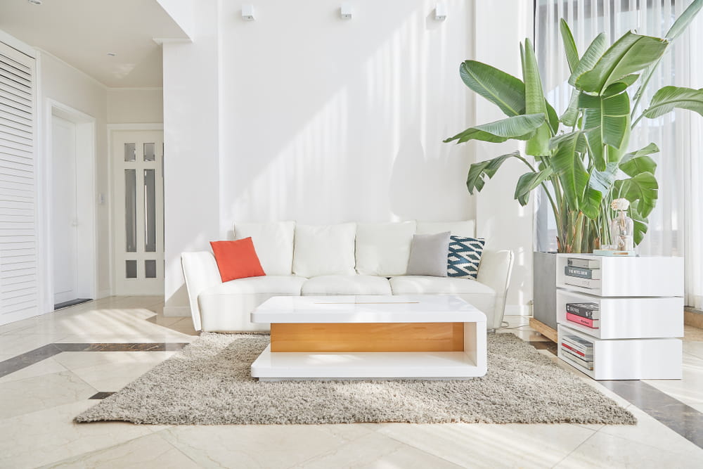 Las plantas para interiores no solo embellecen tus ambientes, sino que purifican el aire que respiras en tu casa.