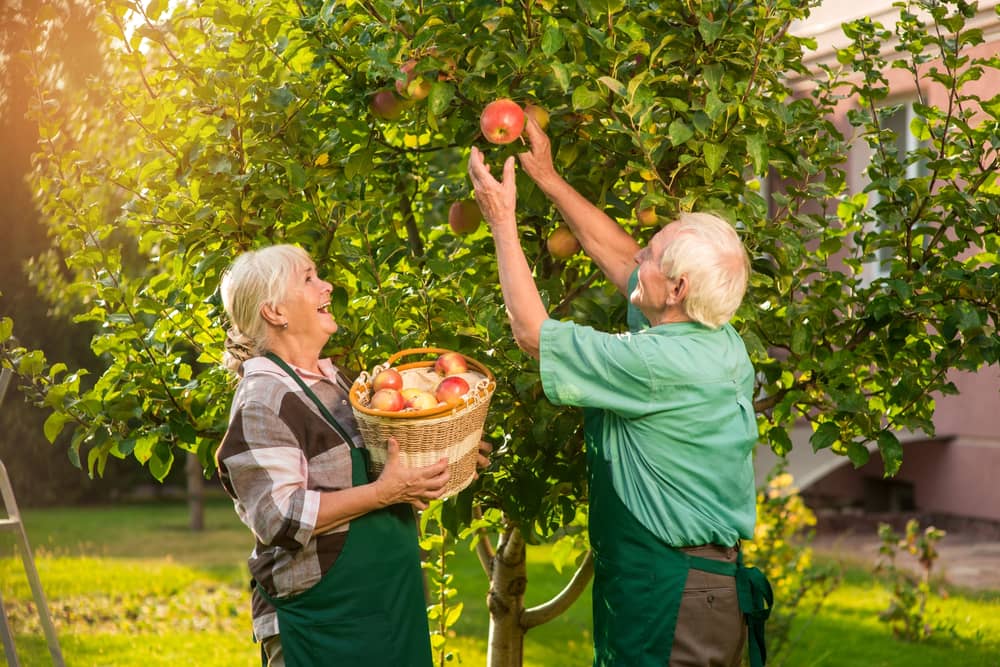 La dieta es definitiva para tener un promedio de vida más alto. Las frutas naturales frescas deben estar a diario en la mesa y formar parte de un cambio de vida.