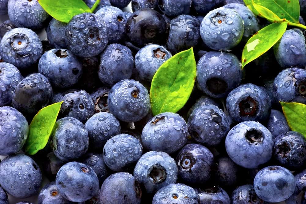 Los arándanos son una fuente de antioxidantes y se consideran alimentos buenos para el cerebro.