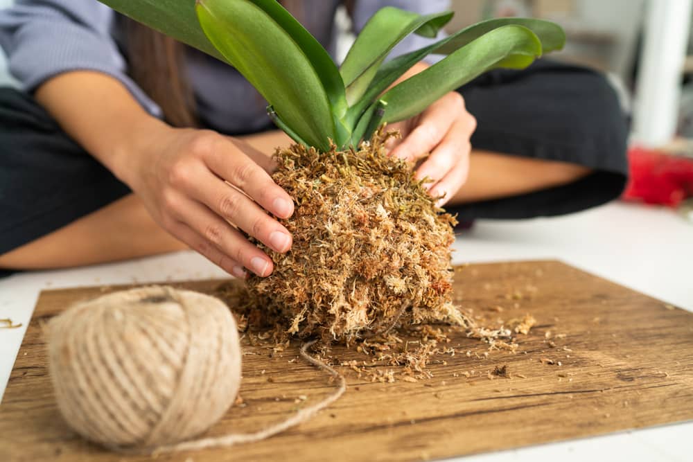 Para preparar el Kokedama, humecta tus manos bien y dale la forma de una bola al musgo