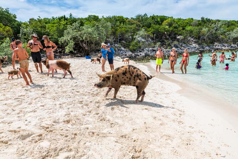 En las Exumas podrás nadar en Pig Beach con los cerditos.